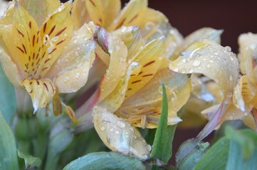 Obraz na płótnie Canvas Close-up Of Water Drops On Flowers