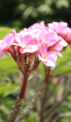 Fototapeta premium Flower in soft focus on blurred and bokeh background.