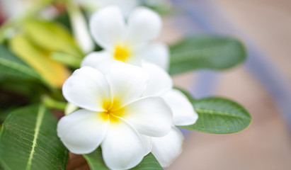 Obraz na płótnie Canvas Flower in soft focus on blurred and bokeh background.