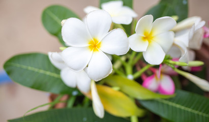 Obraz na płótnie Canvas Flower in soft focus on blurred and bokeh background.