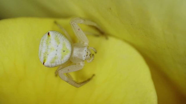 Flower crab spider (Family Thomisidae) sitting on a rose petal, South Africa