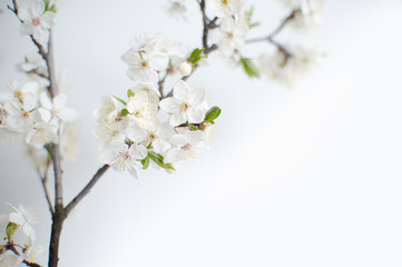 Fototapeta na wymiar Blooming tree. Apple blossom, apple tree flowers on a branch.