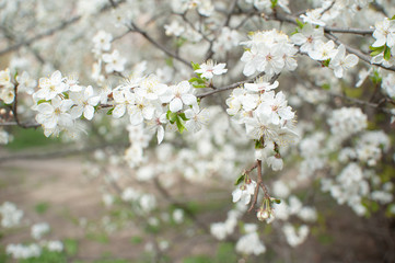 Apple blossom, Apple flowers on a branch.