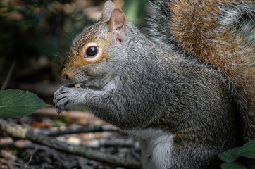 squirrel on the tree