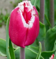 Red tulip white white ruffled edge and green background