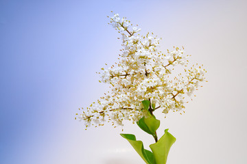 Beautiful Glossy privet white flower 