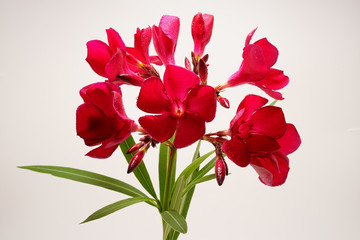 Red Oleander flower natural blossom
