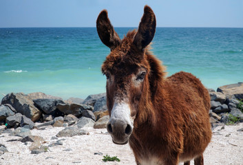 Donkey on the beach at romanian Black Sea coast. Beautiful and virgin beach near Costinesti,...