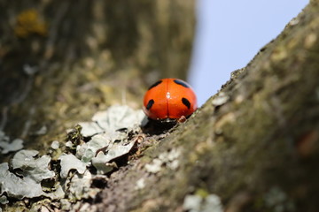Obraz premium ladybug on a tree
