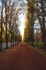 Obraz premium autumn in the park