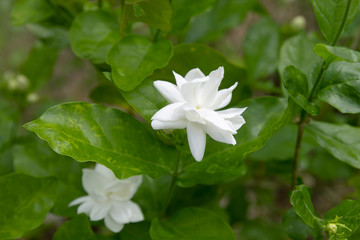 Obraz na płótnie Canvas White jasmine on the tree