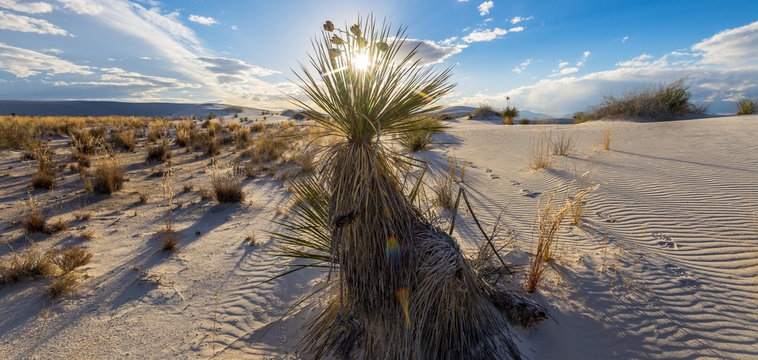Sun peeking through a Soaptree Yucca in White Sands National Park | New Mexico