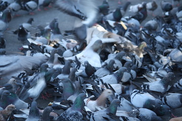 pigeons