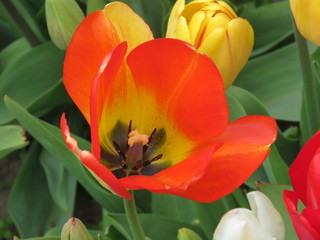 Inside of red and yellow tulip