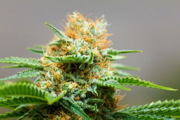 Macro shot of marijuana flower against light blurred background showing white trichomes containing CBD THC Cannabis terpenes & cannabinoids ingredients