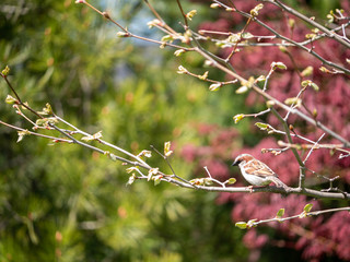 sparrow on a tree branch in spring