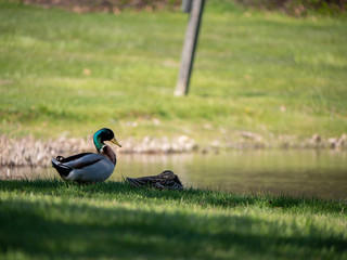 two ducks sleeping in the grass near water