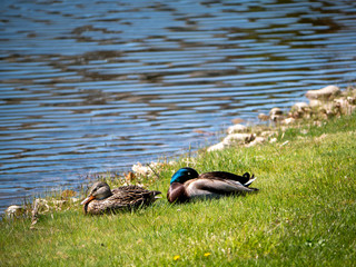 to ducks sleeping in the grass near water