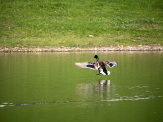 duck landing on the water
