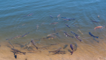 School of carp swim at the Kapalua duck pond in Maui