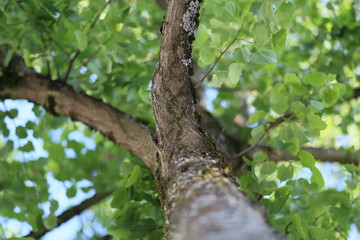 Fototapeta premium tree in the forest