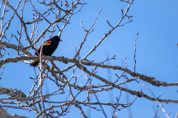 Red-winged Black Bird on a Branch