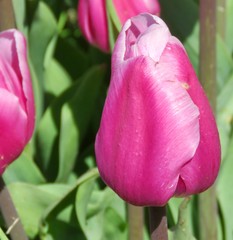 Deep pink tulips in garden in spring