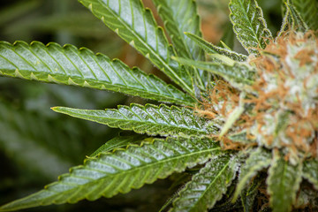 Closeup of green marijuana fan leaves for medical cannabis industry with mature flower ready for harvest