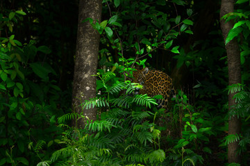 Jaguar in Amazon Forest
