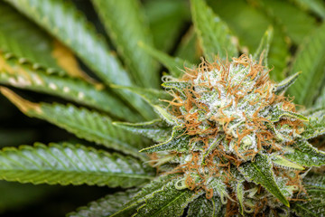 Naklejka na ściany i meble Macro shot of mature cannabis flower showing trichomes & fan leaves Marijuana bud in outdoor marijuana farm