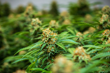 Closeup of Marijuana plant & leaves, cannabis on a blurred background, indoor cultivation of medical cannabis industry