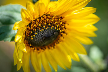 Macro Photo of a Sunflower Blossom  