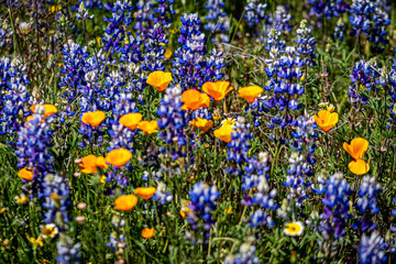 Field of California Poppies and Lupin