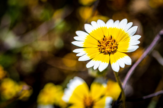 California Coastal Tidytips Flower Blossoms