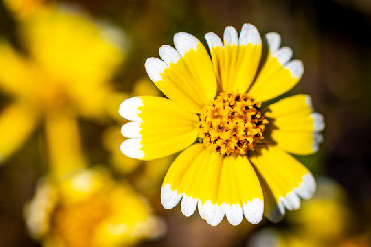 California Coastal Tidytips Flower Blossoms