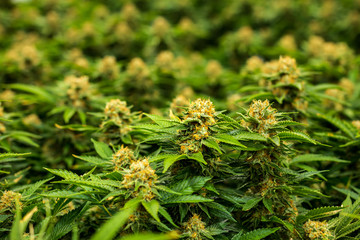 Beautiful Marijuana Plant against blurred Cannabis Leafs background Fan Leaf & Cola Trichomes