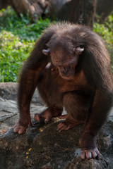 Chimpanzees are asking for food from humans