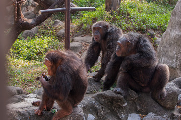 Chimpanzees are asking for food from humans