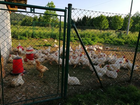 Bio farm hens