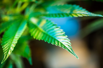 Marijuana plant Closeup against blurred cannabis leaf for legal medical purposes