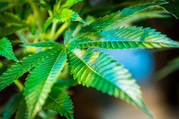 Beautiful cannabis plant shows cannabis leaf close-up for medical purposes