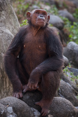 Fototapeta premium Chimpanzees are asking for food from humans