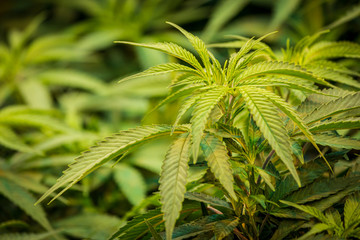Close up of green marijuana leaves against blurred cannabis leaves background