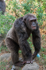Chimpanzees are asking for food from humans