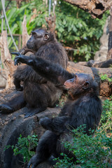 Chimpanzees are asking for food from humans