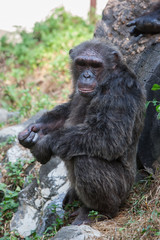 Chimpanzees are asking for food from humans