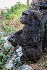 Chimpanzees are asking for food from humans.