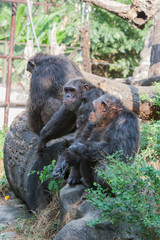 Chimpanzees are asking for food from humans.