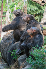 Chimpanzees are asking for food from humans.