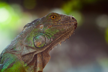 Fototapeta premium iguana on a branch